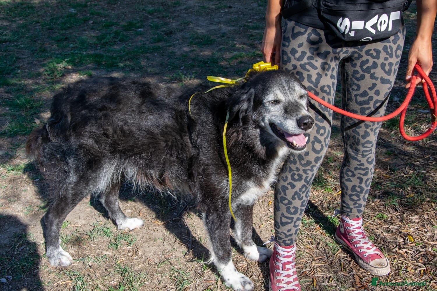 Altre razze cani Sorriso a Province of Viterbo - Annuncio 2