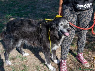 Altre razze cani Sorriso a Province of Viterbo - Annuncio 2