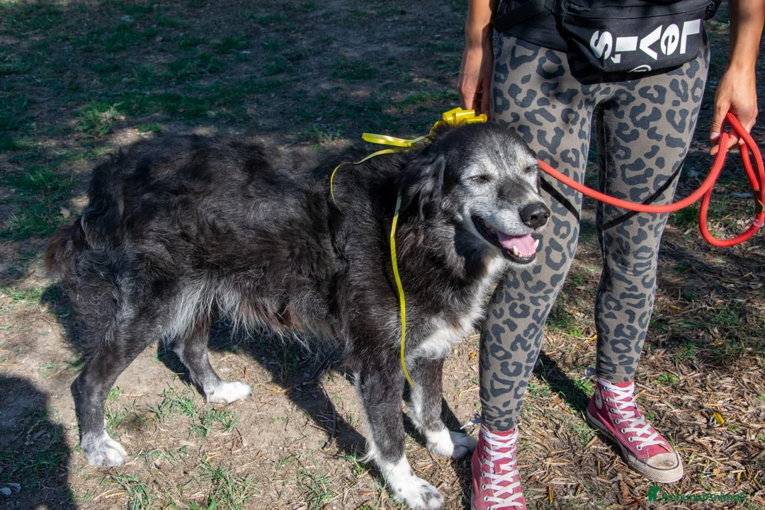 Altre razze cani in regalo: Sorriso a Province of Viterbo - Annuncio 1