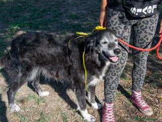 Altre razze cani Sorriso a Province of Viterbo - Annuncio 4