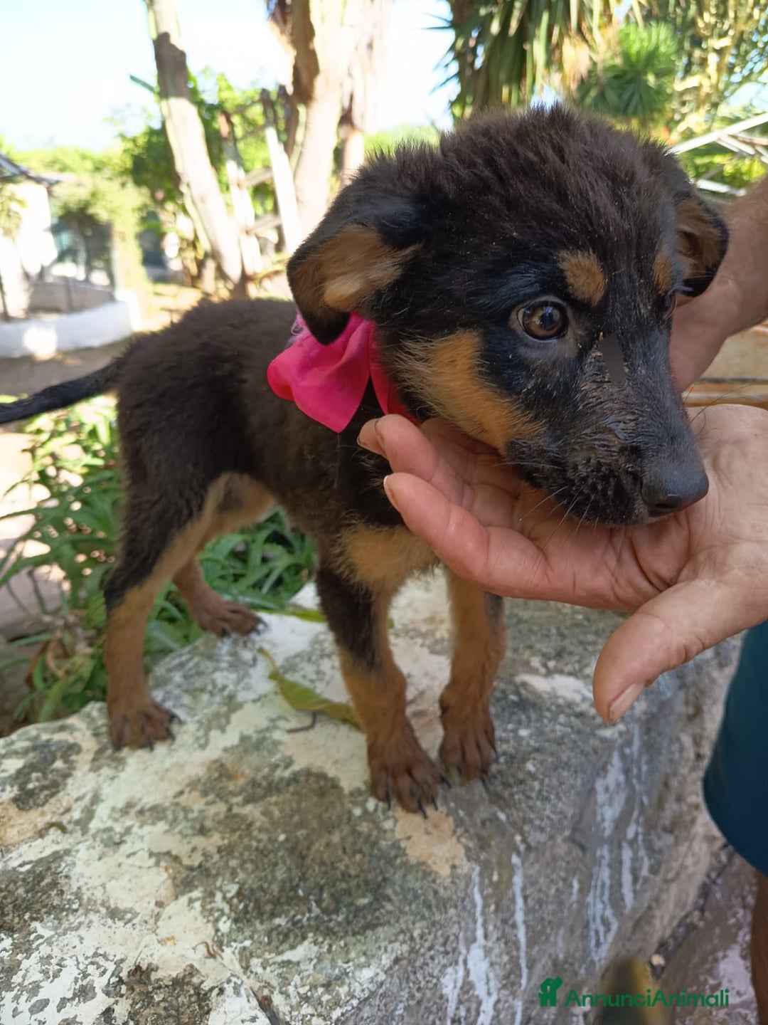 Meticcio cani in regalo: UVETTA ASPETTA UNA MAMMA  a Provincia di Varese - Immagine 2