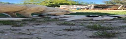 Meticcio cani in vendita: Cuccioli maremmano e pastore caucaso - Annuncio 8