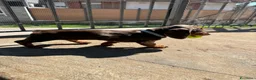 Bassotto cani in regalo: Regalo cuccioli di bassotto a Provincia di Bergamo - Annuncio 3