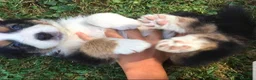 Australian Shepherd cani in vendita: Cuccioli pastore australiano - Annuncio 6