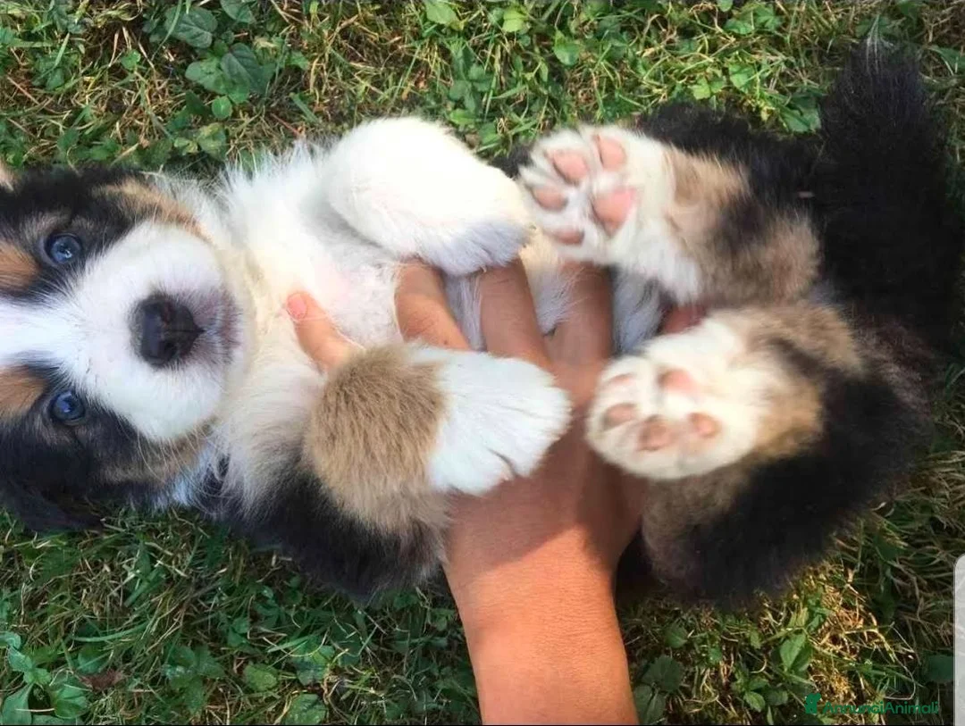 Australian Shepherd cani in vendita: Cuccioli pastore australiano - Annuncio 6