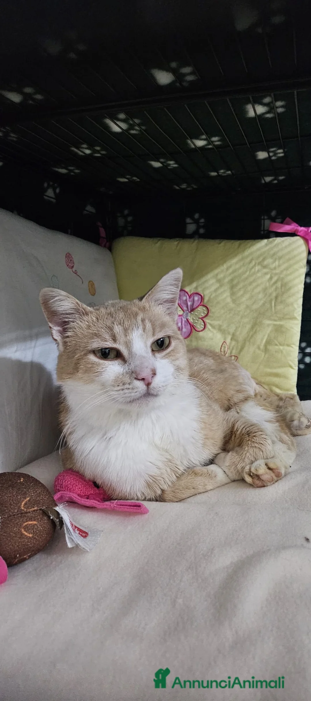 Altre razze gatti in regalo: GIMMY CERCA CASA ❤️ - Annuncio 2