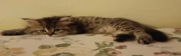 Persiano gatti in vendita: Persiana Golden tabby doll face  - Annuncio 4