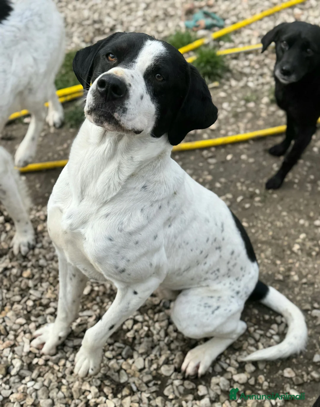 Meticcio cani in regalo: Micky 2 anni taglia media - Annuncio 2