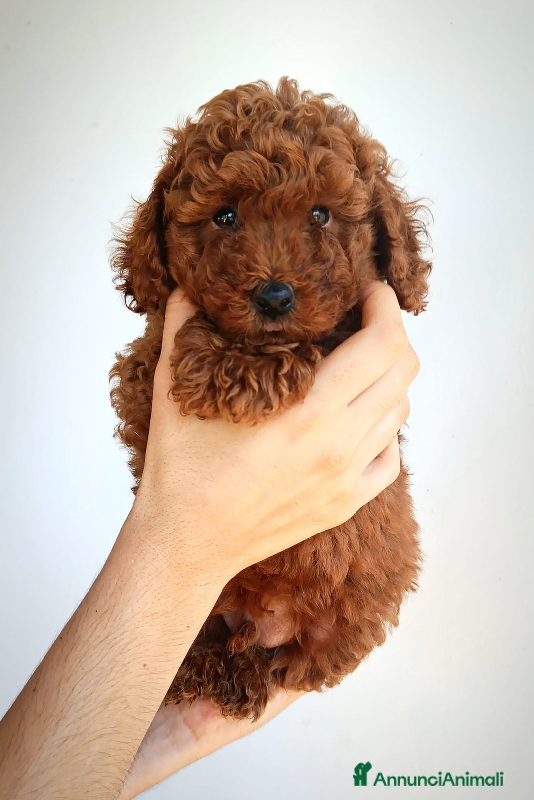 Barboncino cani in vendita: Barboncini Nani disponibili con Pedigree ENCI  - Annuncio 17