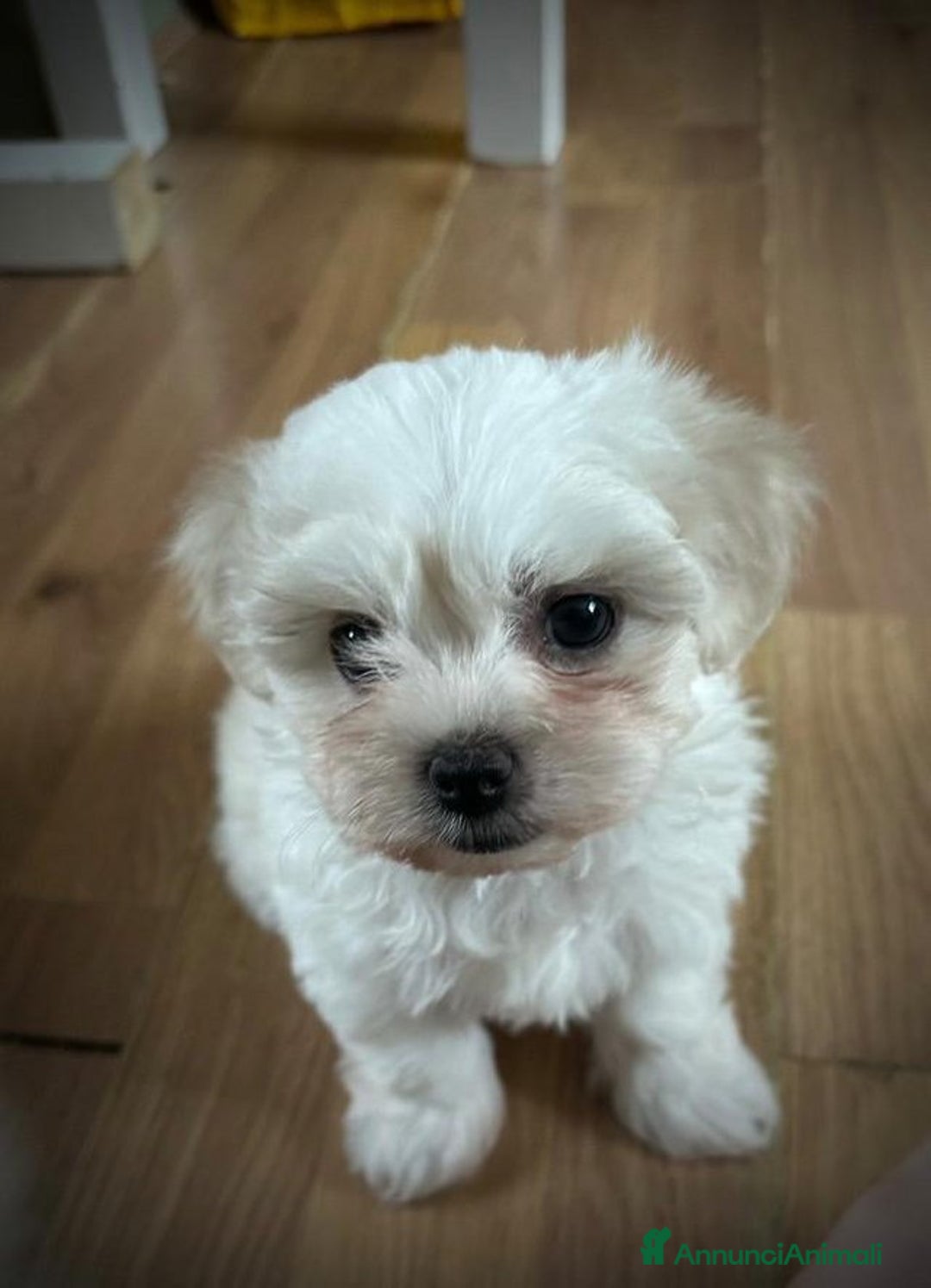 Maltese cani in vendita: Cuccioli di maltese disponibili! - Annuncio 9