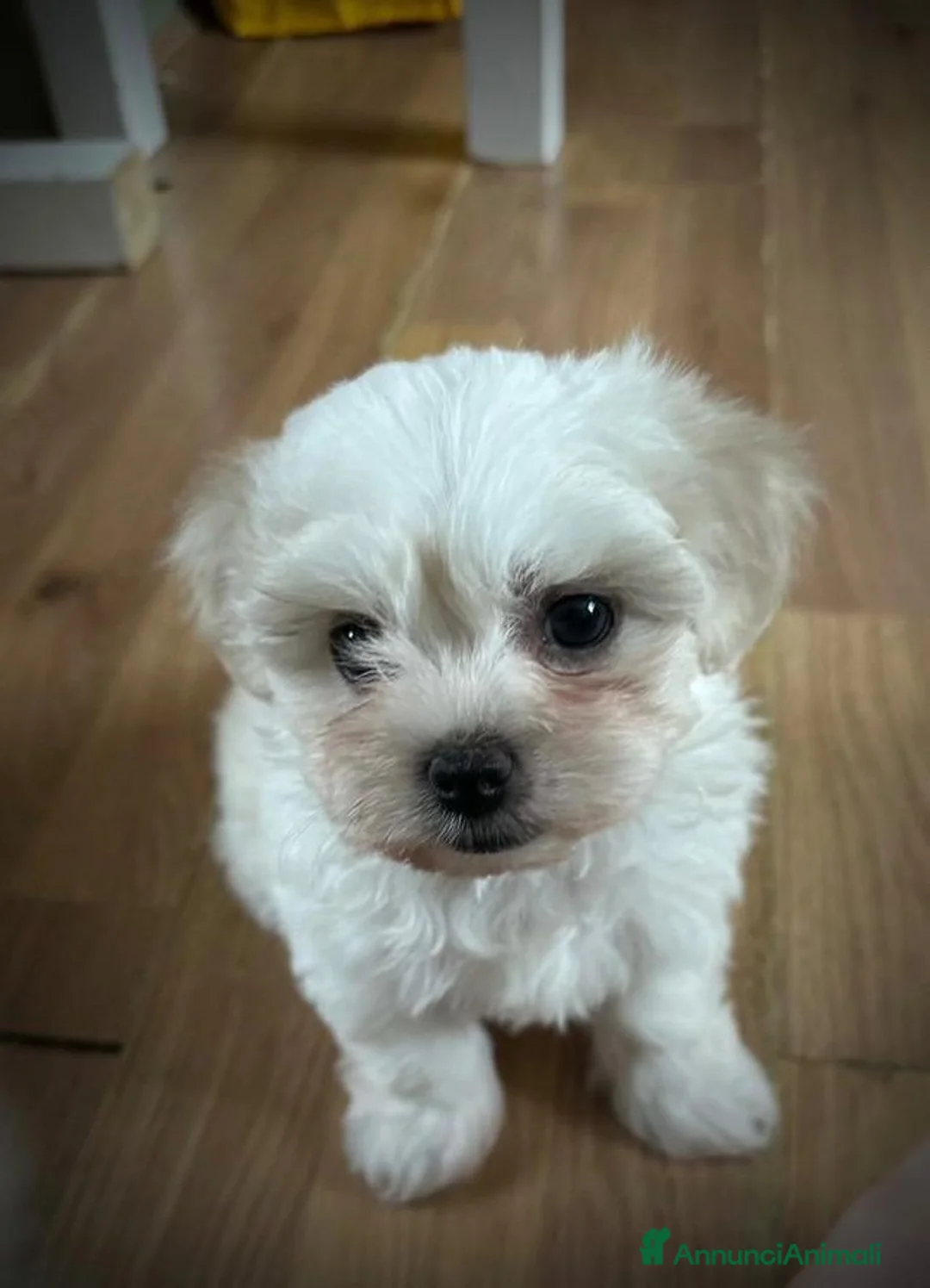 Maltese cani in vendita: Cuccioli di maltese disponibili! - Annuncio 9