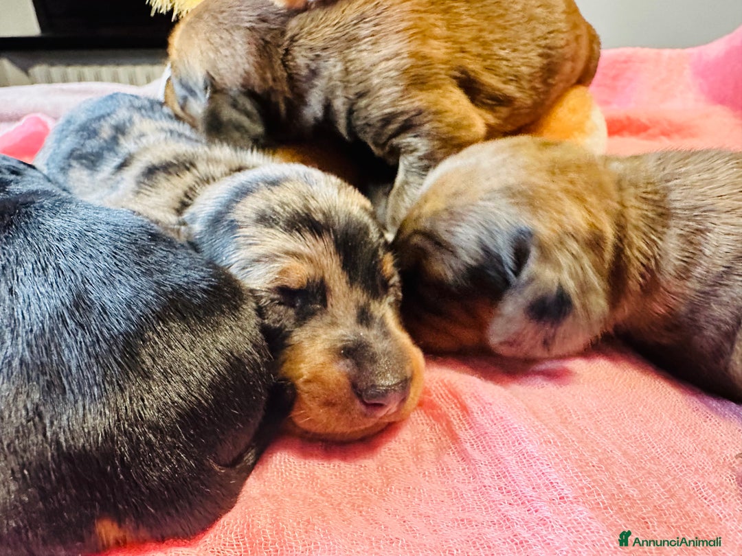 Bassotto cani in vendita: Bassotto Tedesco kaninchen/nano pedigree Enci - Annuncio 7