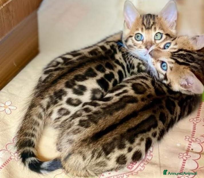 Bengala gatti Bellissimi cuccioli di bengala - Annuncio 34