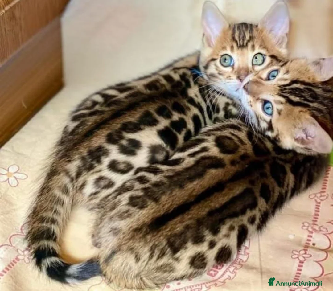 Bengala gatti in vendita: Bellissimi cuccioli di bengala - Annuncio 1