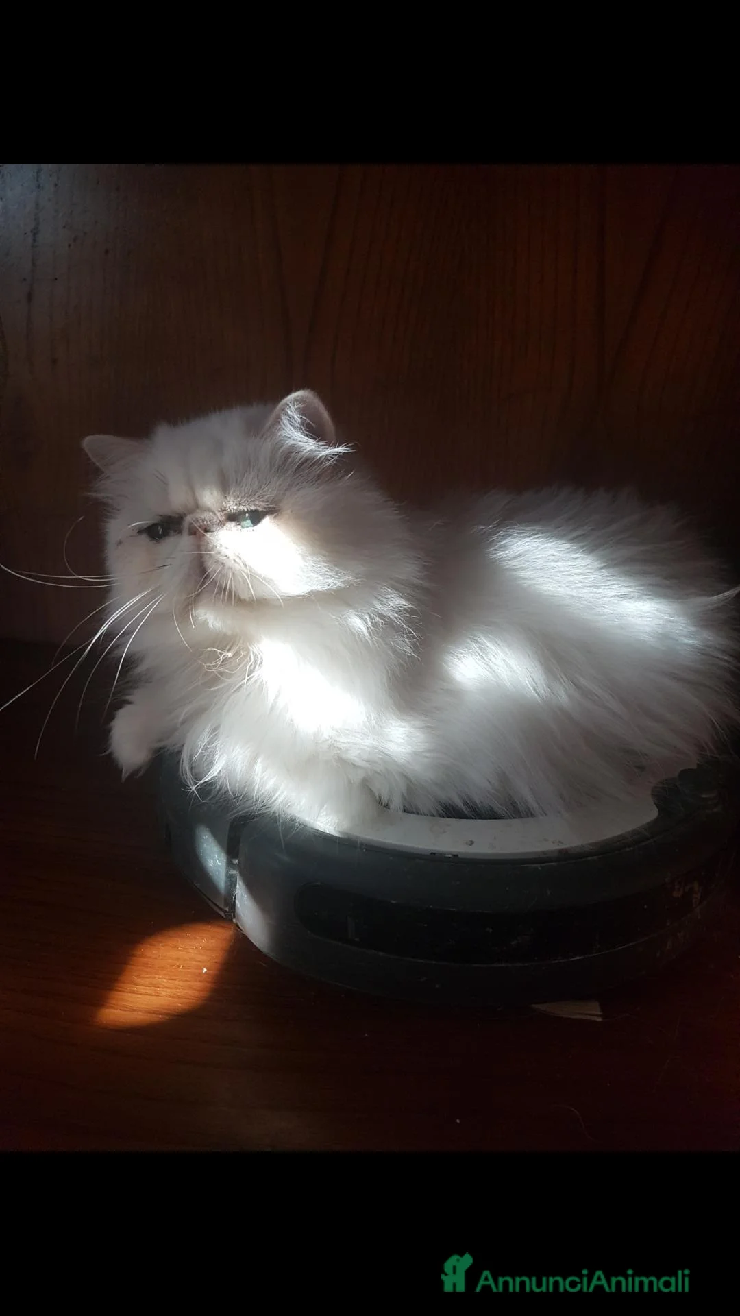 Persiano gatti in vendita: Gatta persiana adulta - Annuncio 2