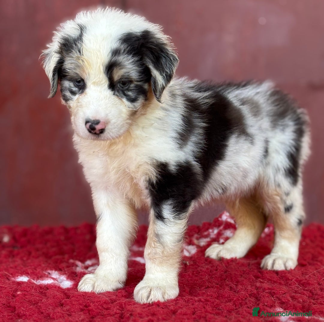 Australian Shepherd cani in vendita: Maschio Blue Merle - Roy a Provincia di Vicenza - Immagine 2