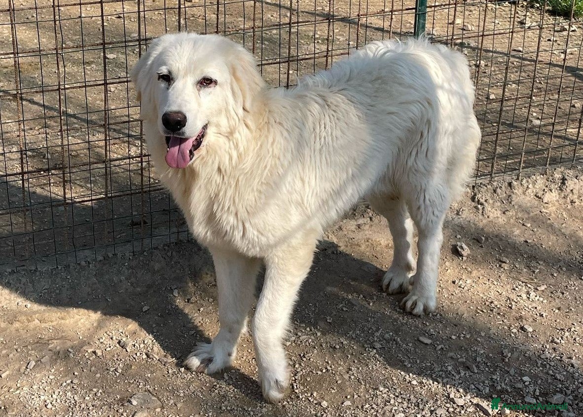 Meticcio cani IL TENERISSIMO LUCKY a Provincia di Brescia - Annuncio 24