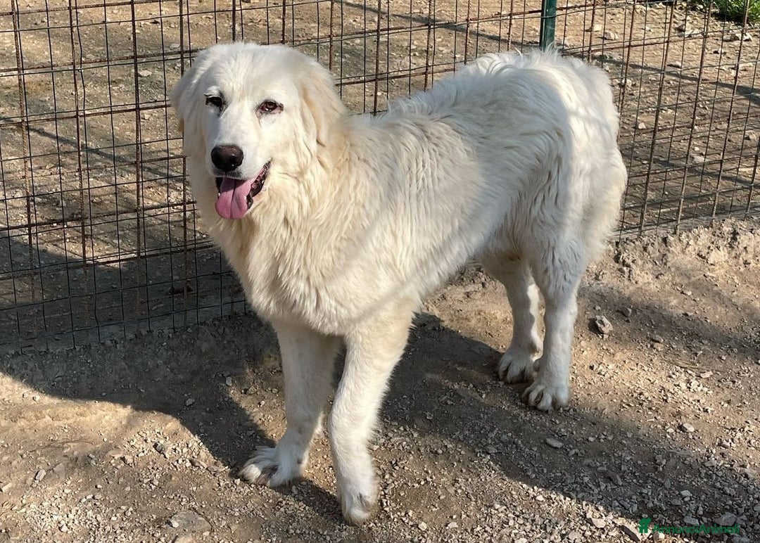 Meticcio cani in regalo: IL TENERISSIMO LUCKY a Provincia di Brescia - Annuncio 1