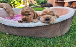 Cocker cani in vendita: Cuccioli cocker Spaniel inglese - Immagine 10