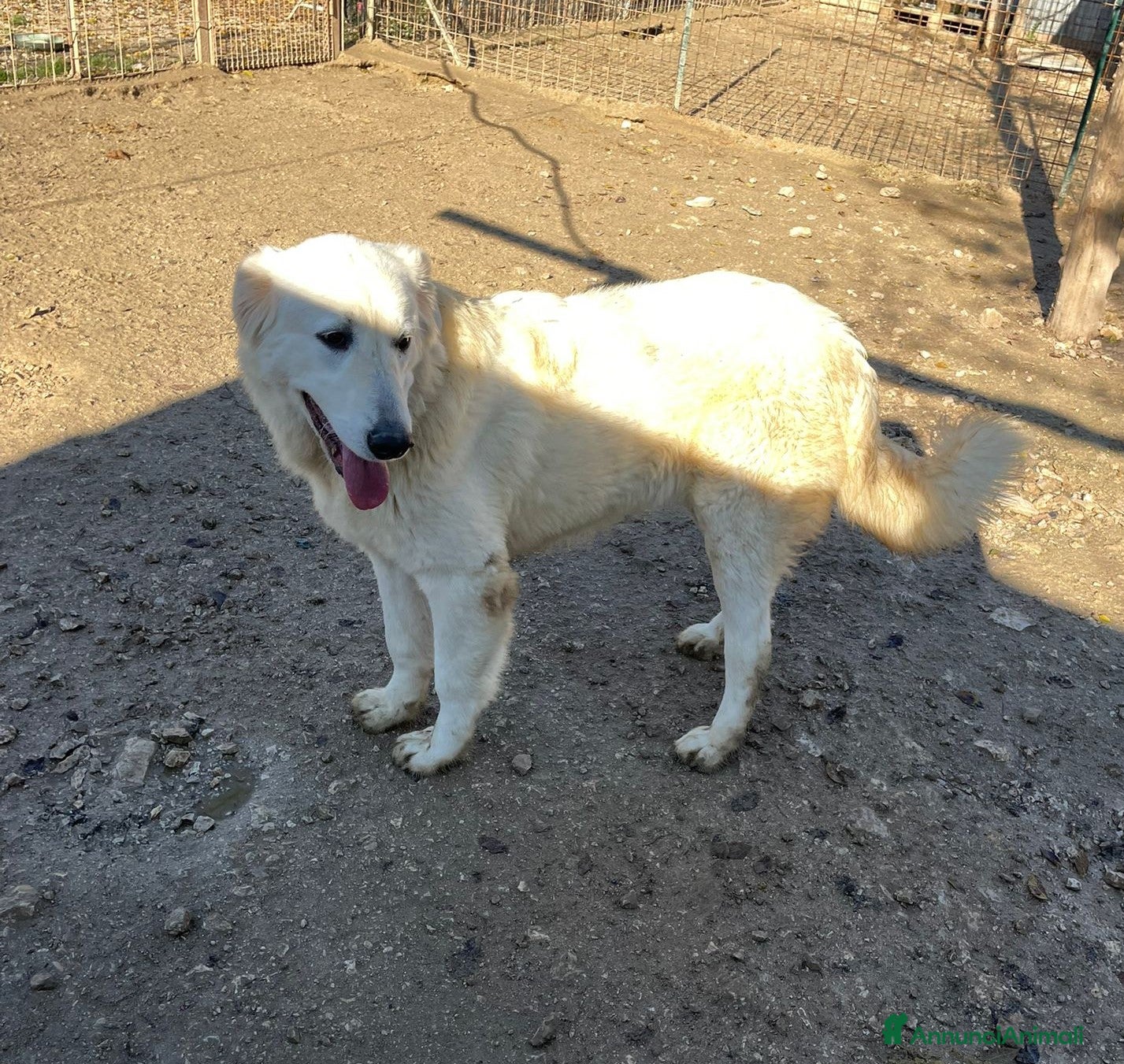 Meticcio cani il dolcissimo LUCKY a Città metropolitana di Roma Capitale - Annuncio 2