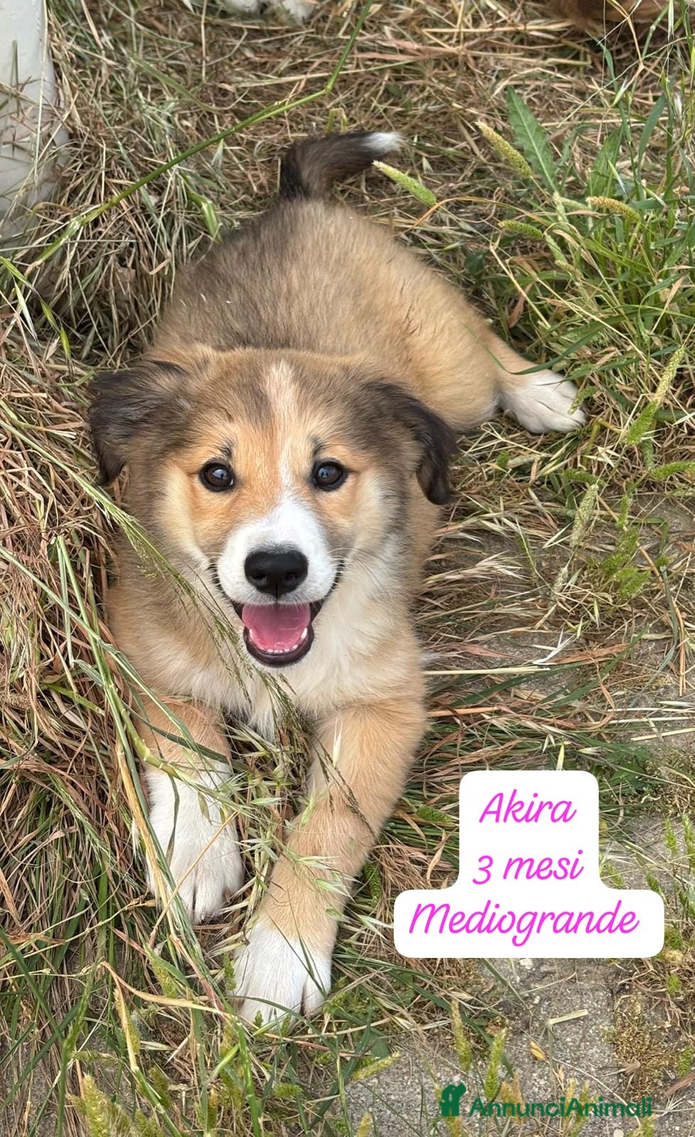 Meticcio cani Adotta un cucciolo senza casa  - Annuncio 13