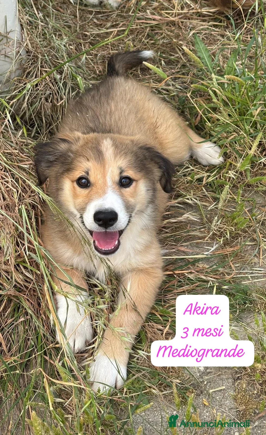 Meticcio cani in regalo: Adotta un cucciolo senza casa  a Provincia di Pistoia - Annuncio 1