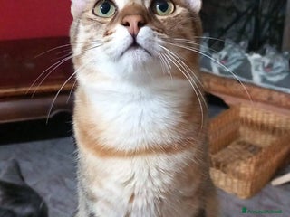 Europeo gatti Dolcissimo micino da adottare, STITCH ! - Annuncio 5