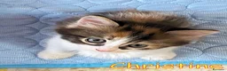 Europeo gatti in regalo: CHRISTINE   GATTINA PELO LUNGO  - Annuncio 5