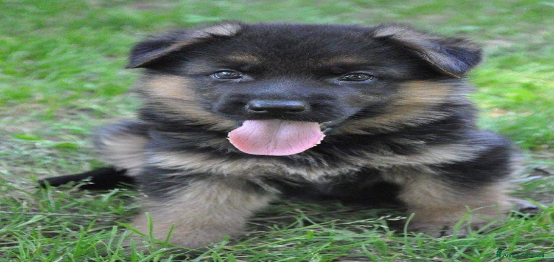 Immagine della galleria {{count}}