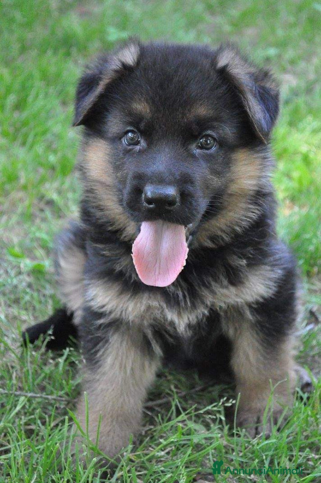 Immagine della galleria {{count}}