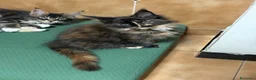 Maine Coon gatti in vendita: Maine Coon a Città metropolitana di Roma Capitale - Annuncio 7