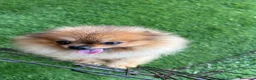 Spitz cani in vendita: Spitz di Pomerania nano a Città metropolitana di Palermo - Annuncio 3
