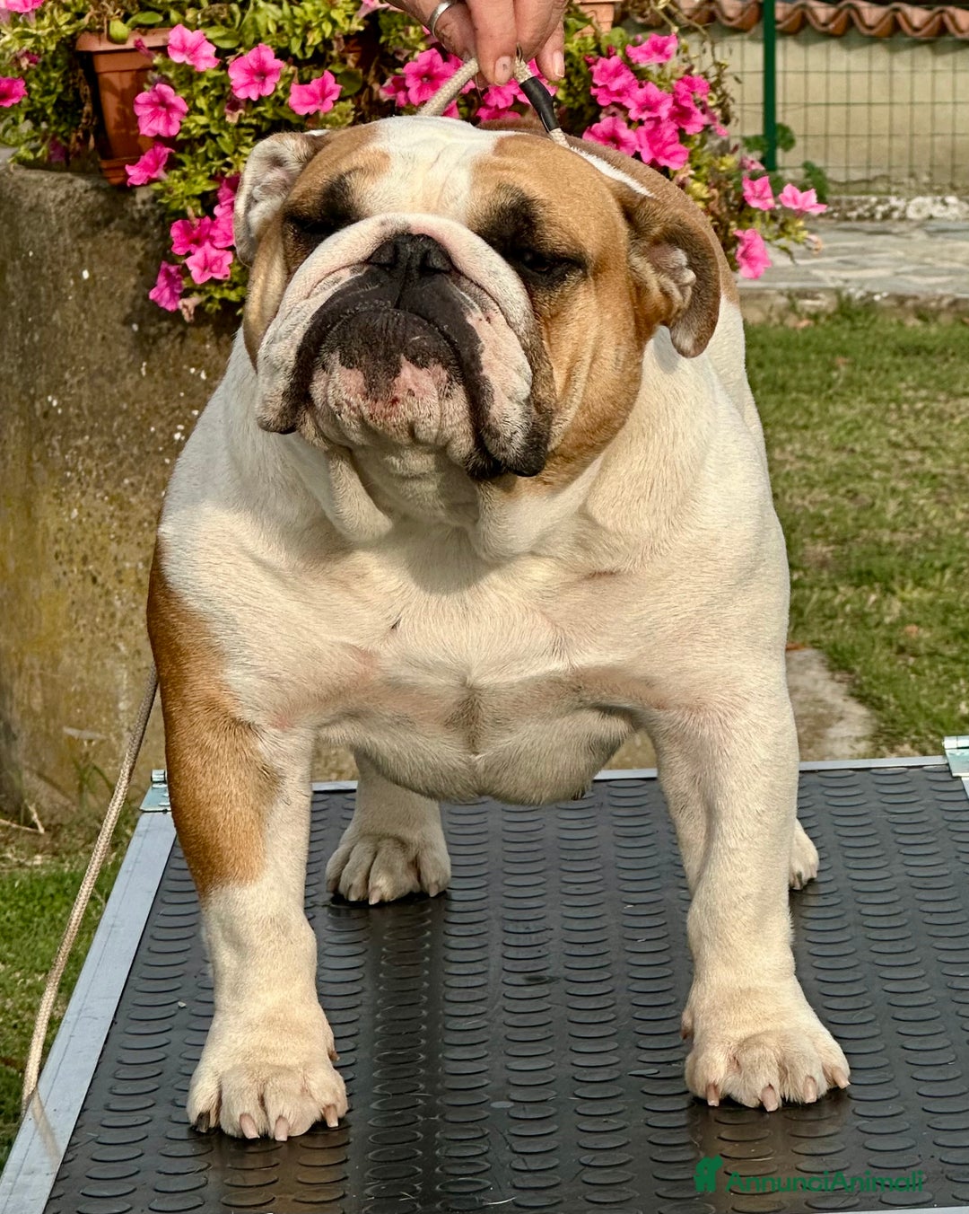 Immagine della galleria {{count}}