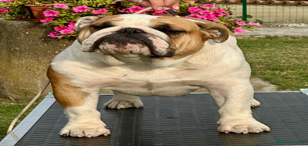 Immagine della galleria {{count}}