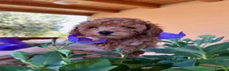 Barboncino cani in vendita: Cucciolo di Barboncino Maschio con PEDIGREE Enci a Provincia di Pesaro e Urbino - Annuncio 4