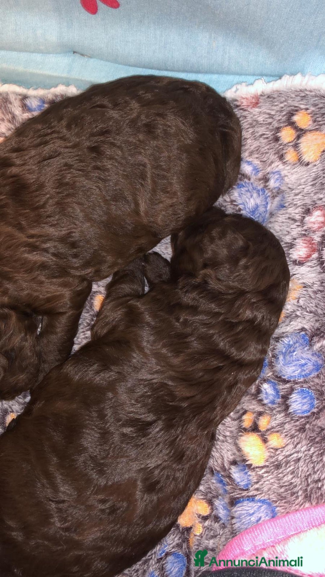 Barbone cani in vendita: Barboncino nano cioccolato  - Annuncio 4