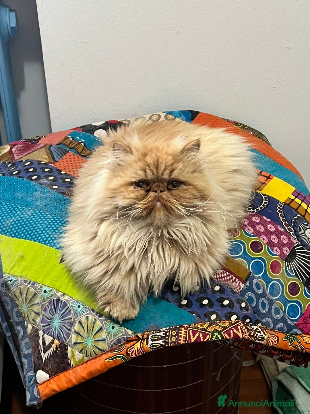 Persiano gatti in vendita: Gattina persiana  - Annuncio 2