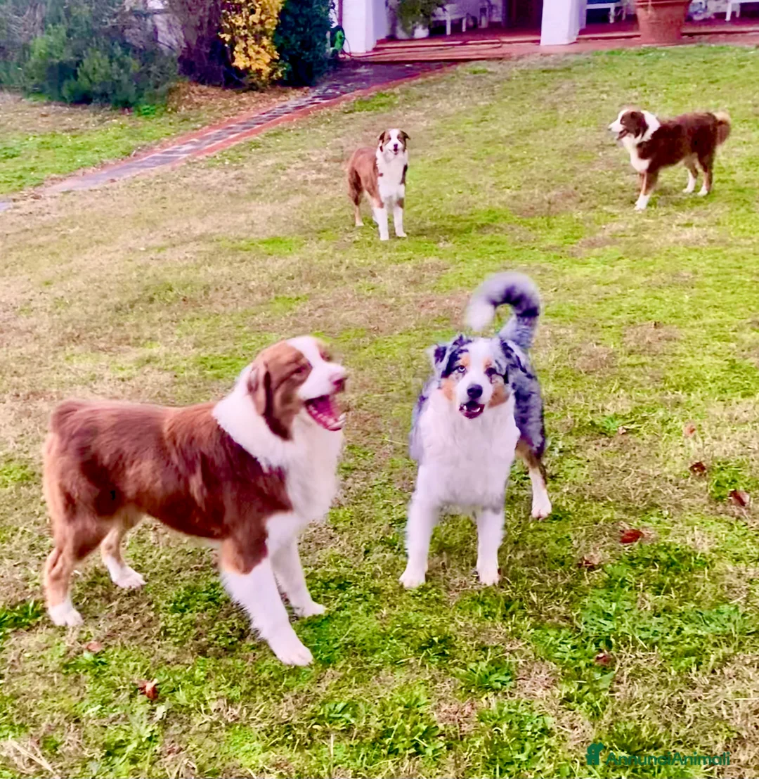Australian Shepherd cani in vendita: Pastore Australiano Australian Shepherd CUCCIOLI  - Annuncio 8