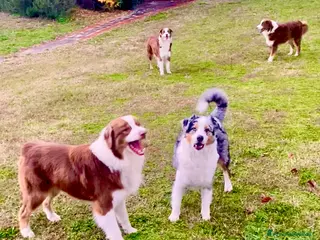 Australian Shepherd cani Pastore Australiano Australian Shepherd CUCCIOLI - Annuncio 4