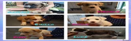 Meticcio cani in regalo: CUCCIOLI CERCANO CASA  - Annuncio 2