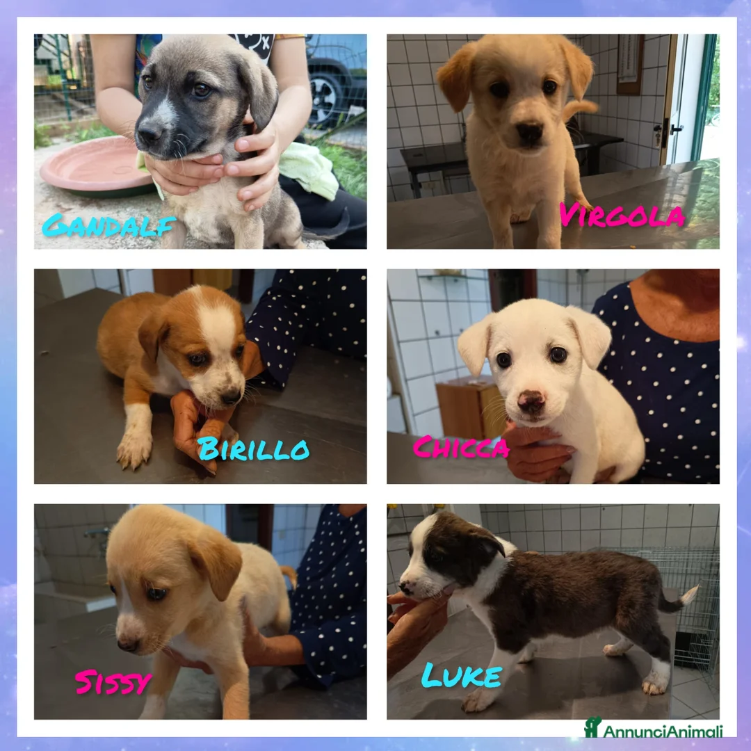 Meticcio cani in regalo: CUCCIOLI CERCANO CASA  - Annuncio 2