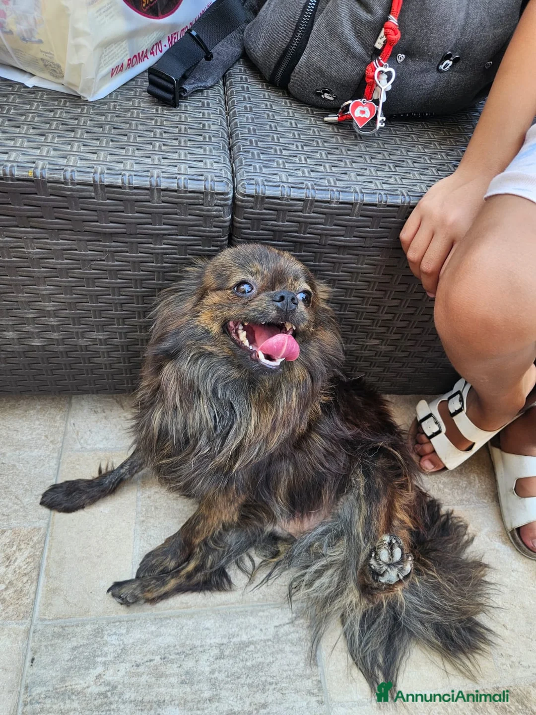 Meticcio cani in regalo: Alessia: taglia piccola, socievole, equilibrata - Annuncio 1