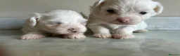 Maltese cani in vendita: Vendo maltesi - Annuncio 21