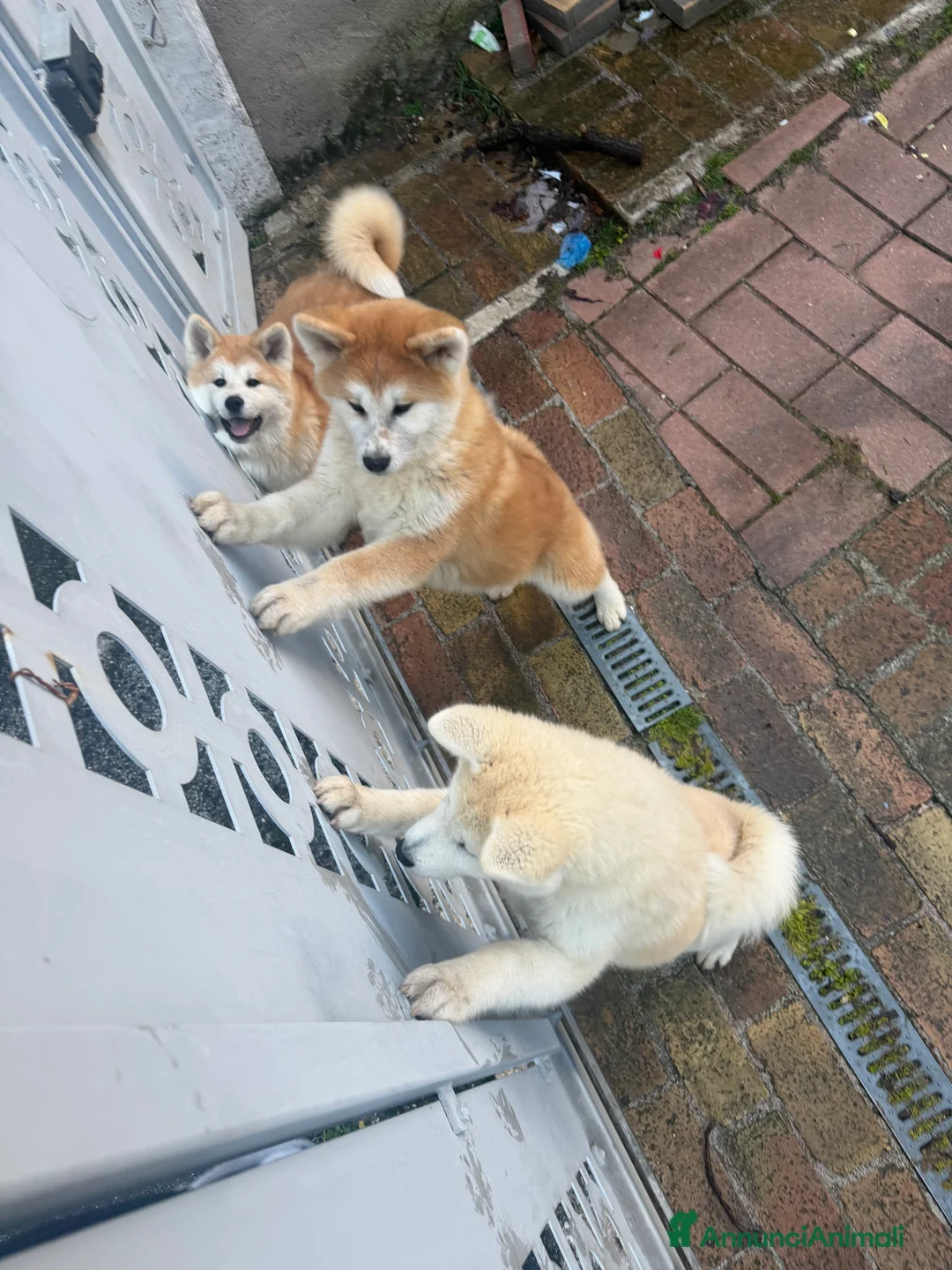 Akita Inu cani in vendita: Cedo Cuccioli di Akita Inu - Annuncio 5
