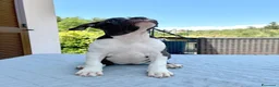 American Staffordshire cani in vendita: American Staffordshire Terrier  - Annuncio 5