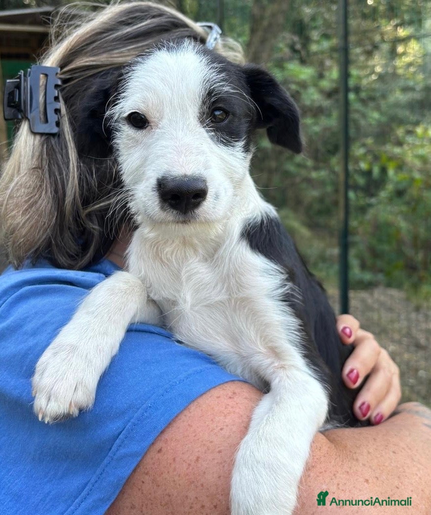 Meticcio cani Romeo - Annuncio 38