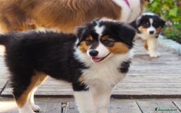 Australian Shepherd cani in vendita: Cuccioli di Pastore Australiano  - Immagine 6
