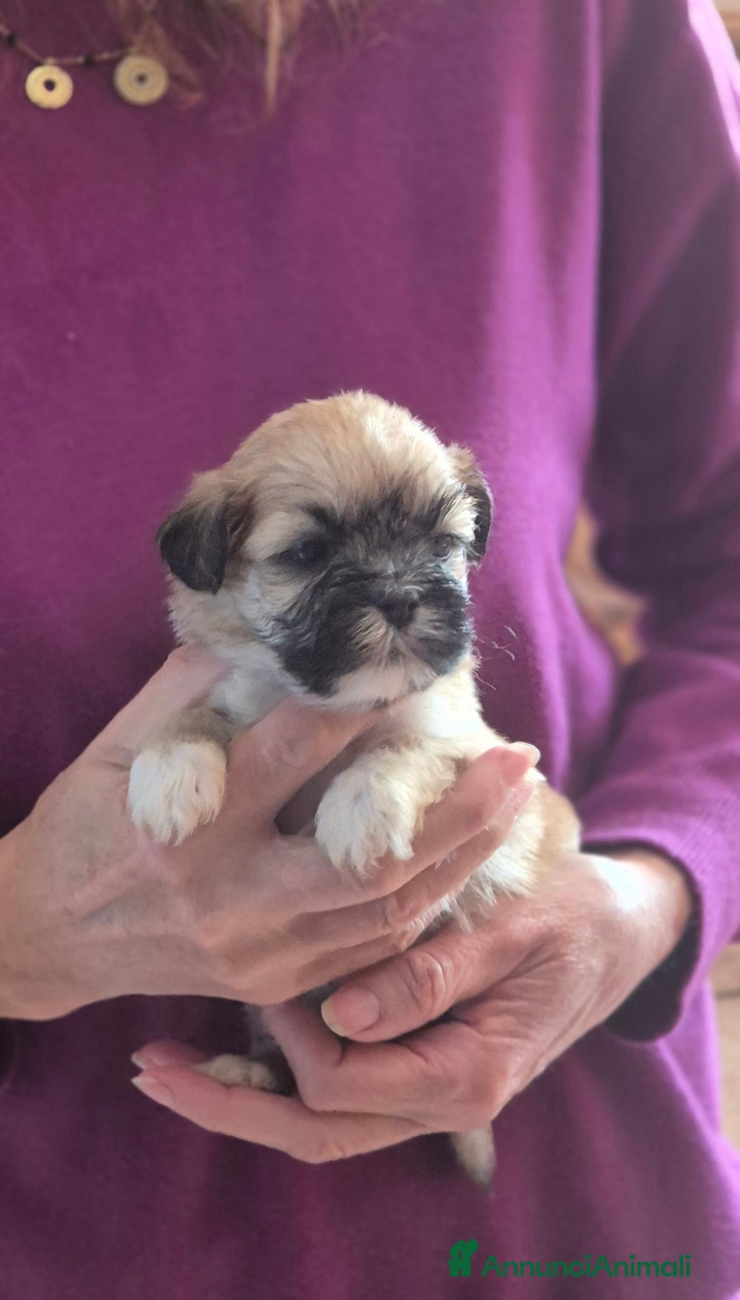 Lhasa Apso cani in vendita: Bellissimi cuccioli di Lhasa Apso - Annuncio 6