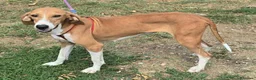 Segugio cani in regalo: Cassandra 1 anno segugia - Annuncio 8