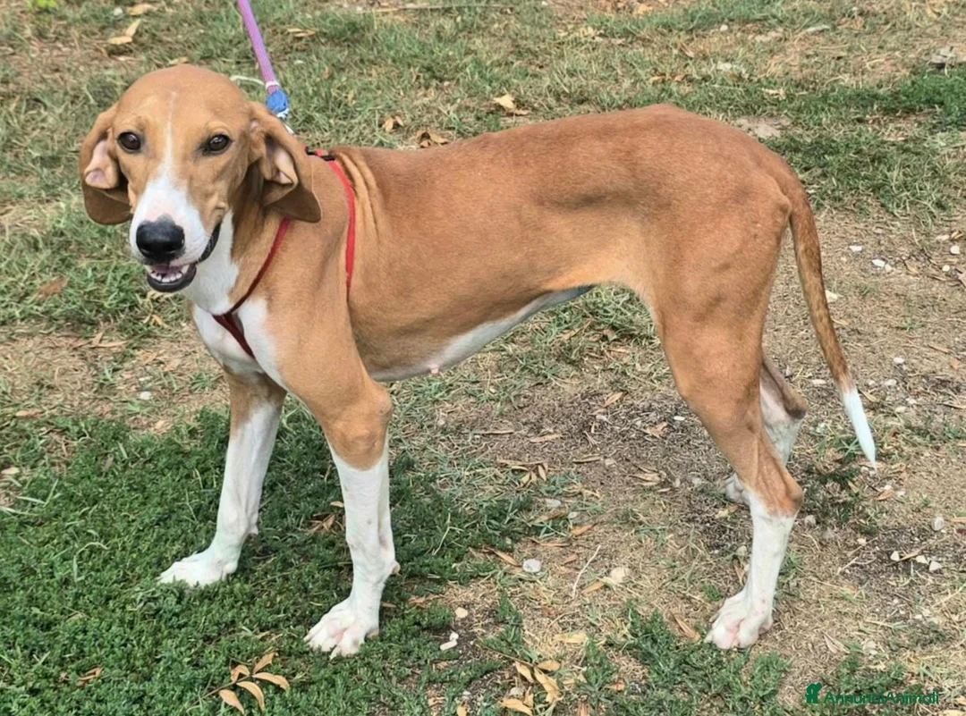 Segugio cani in regalo: Cassandra 1 anno segugia - Annuncio 8